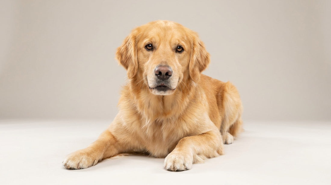A golden retriever lying down, looking up at the camera