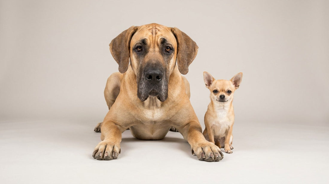 A giant fawn dog lying down beside a tiny Chihuahua