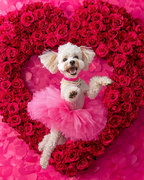 Rose Tutu Jumper