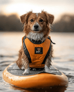 Paddle Board Explorer