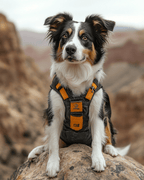 Rocky Trail Explorer