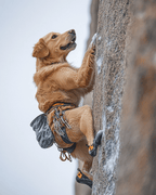 Ice Wall Climber