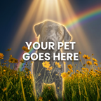 Your Pet Goes Here