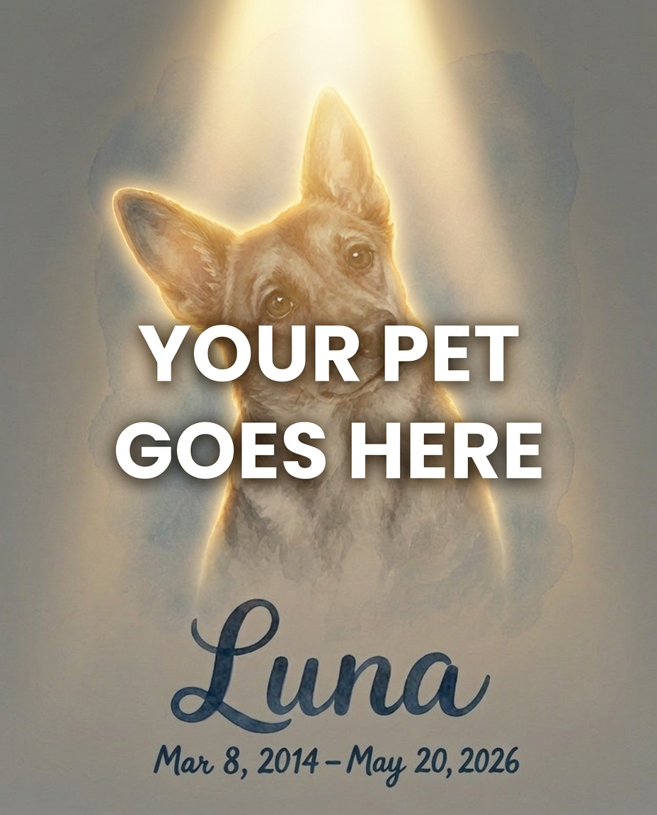 Your Pet Goes Here