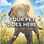 Your Pet Goes Here