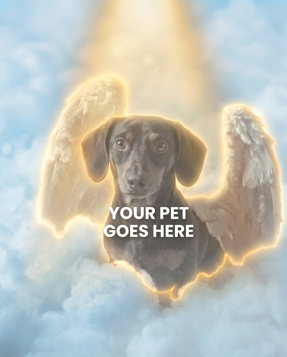 Your Pet Goes Here