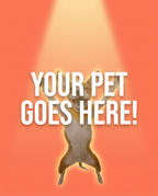 Your Pet Goes Here