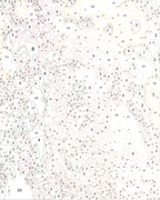 Custom Paint By Numbers Kit