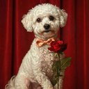 Your Custom Pet Art Kit