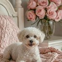 Your Custom Pet Art Kit