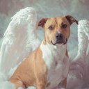 Your Custom Pet Art Kit