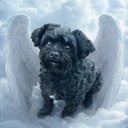 Your Custom Pet Art Kit
