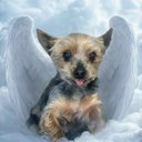 Your Custom Pet Art Kit
