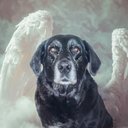 Your Custom Pet Art Kit