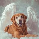 Your Custom Pet Art Kit