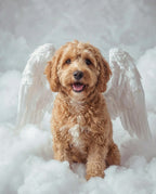 Your Custom Pet Art Kit
