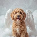 Your Custom Pet Art Kit