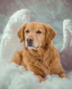 Your Custom Pet Art Kit
