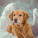 Your Custom Pet Art Kit