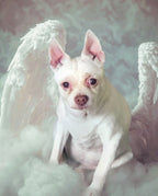 Your Custom Pet Art Kit