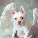 Your Custom Pet Art Kit