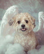 Your Custom Pet Art Kit