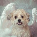 Your Custom Pet Art Kit