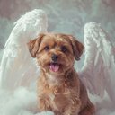 Your Custom Pet Art Kit