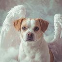 Your Custom Pet Art Kit