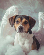 Your Custom Pet Art Kit