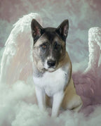 Your Custom Pet Art Kit
