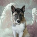 Your Custom Pet Art Kit