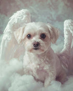 Your Custom Pet Art Kit