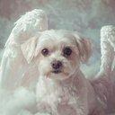 Your Custom Pet Art Kit