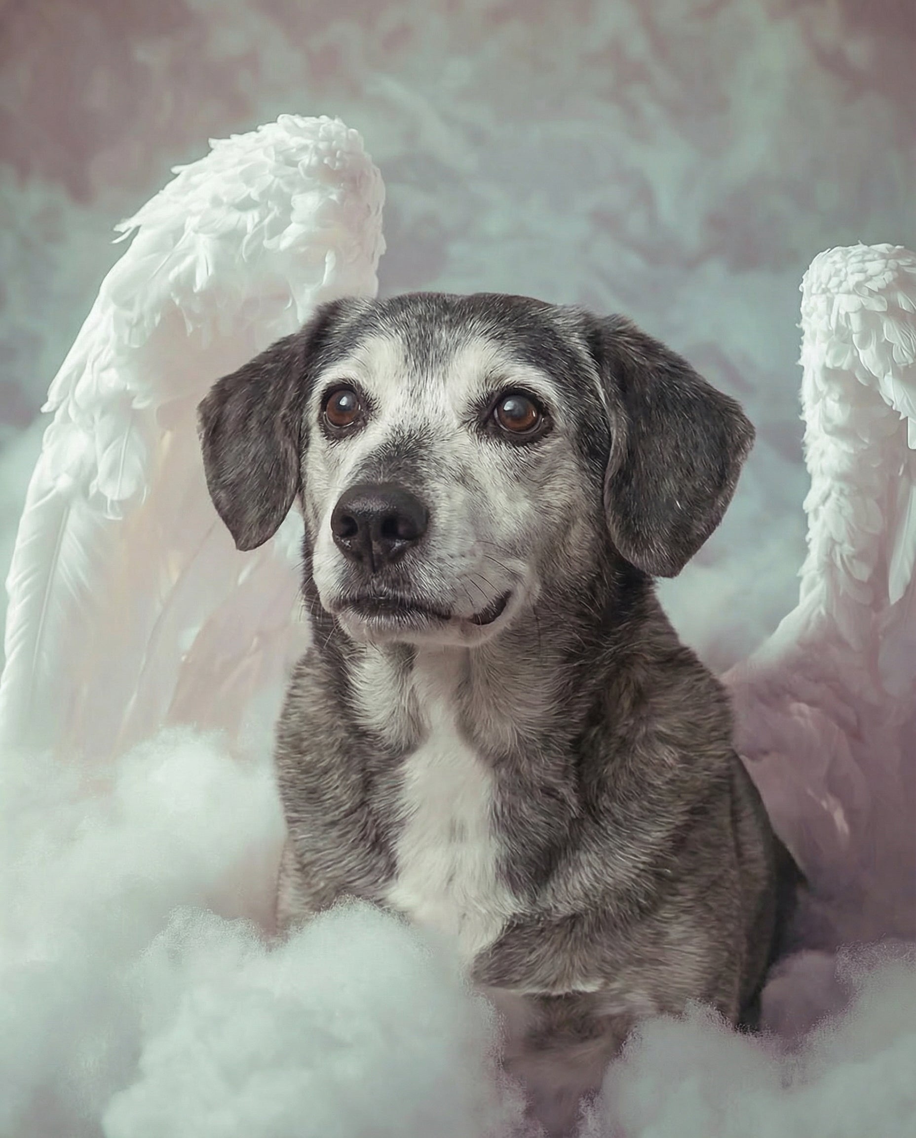 Your Custom Pet Art Kit