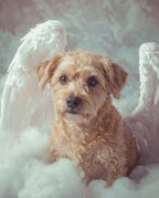 Your Custom Pet Art Kit