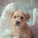 Your Custom Pet Art Kit