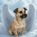 Your Custom Pet Art Kit