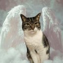 Your Custom Pet Art Kit