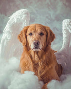 Your Custom Pet Art Kit