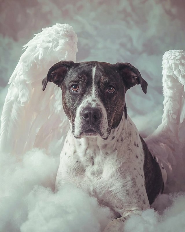 Your Custom Pet Art Kit
