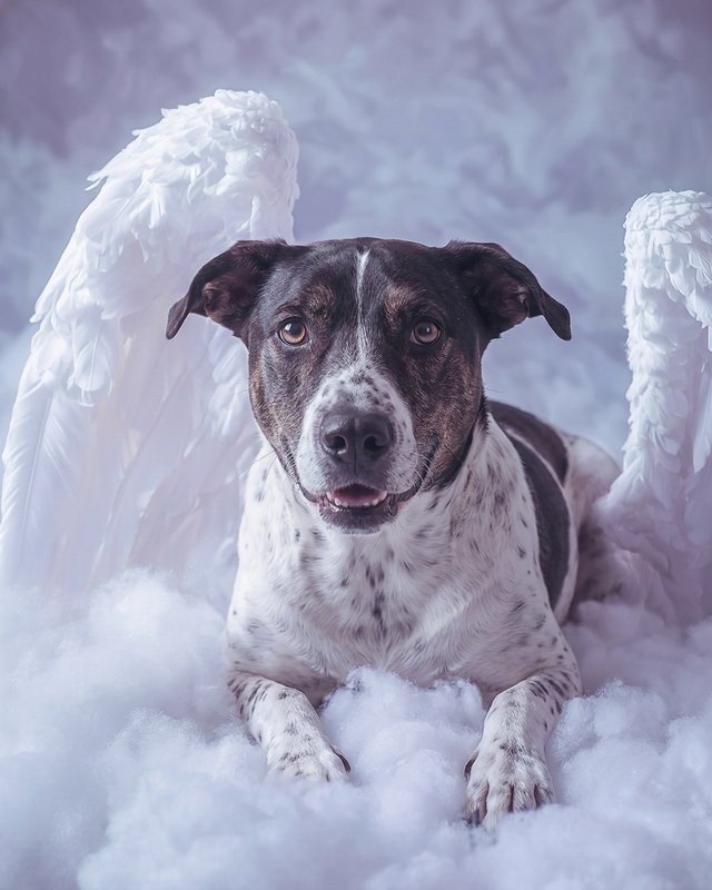 Your Custom Pet Art Kit