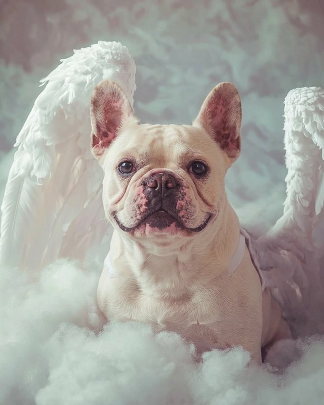 Your Custom Pet Art Kit