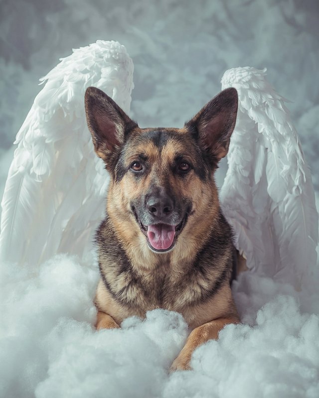Your Custom Pet Art Kit