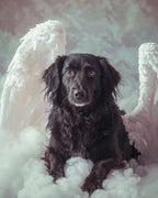 Your Custom Pet Art Kit