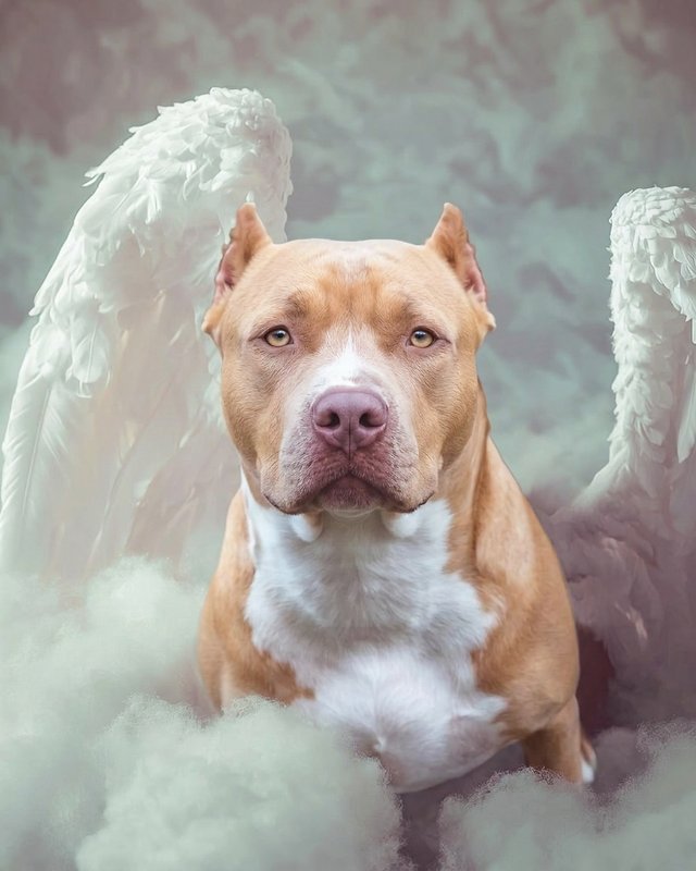 Your Custom Pet Art Kit