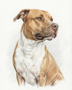 Your Custom Pet Art Kit