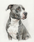 Your Custom Pet Art Kit