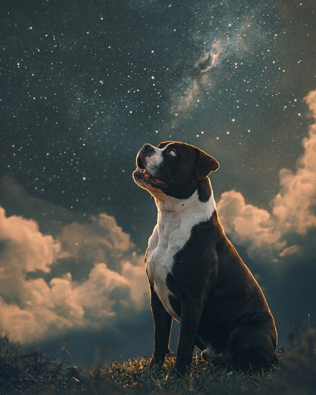 Your Custom Pet Art Kit
