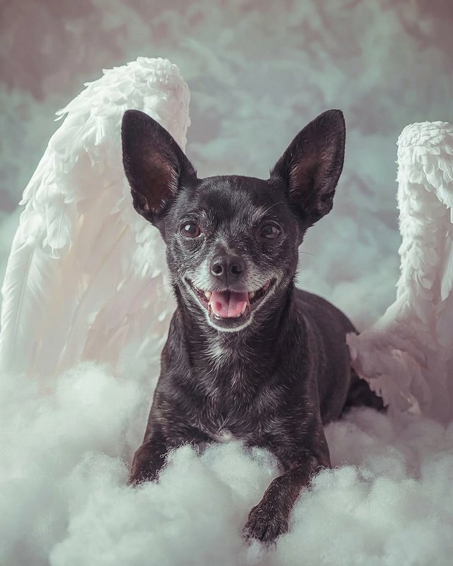 Your Custom Pet Art Kit